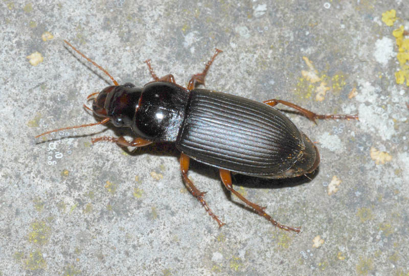 Pseudophoonus rufipes... e Calathus fuscipes graecus